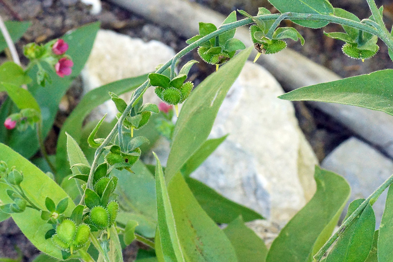 Cynoglossum creticum